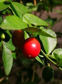 Close-up of tomatoes on tree