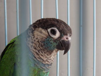 Close-up of parrot in cage