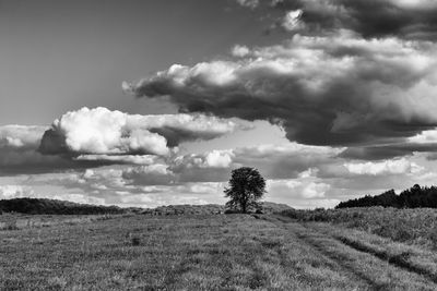 Scenic view of field against sky