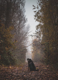 Dog sitting in a forest in autumn