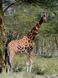 Giraffe in a forest staring at camera
