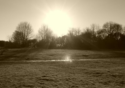 Scenic view of sun shining through trees at sunset