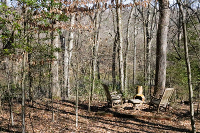 Panoramic view of pine trees in forest