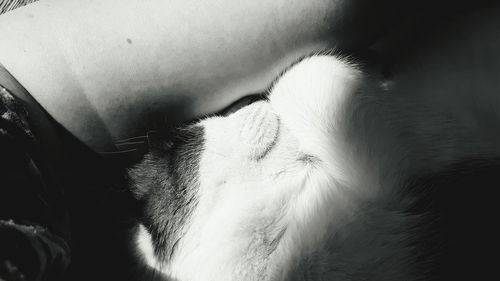 Close-up of cat sleeping