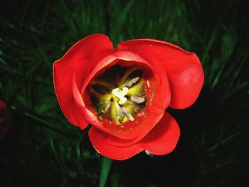 Close-up of red flowers