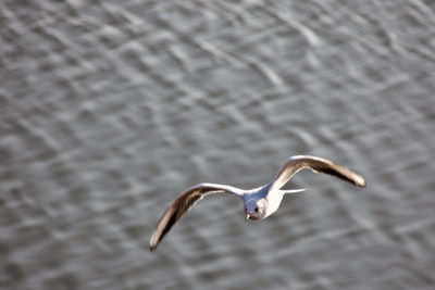 Close-up of seagull flying