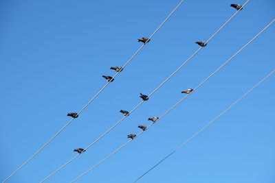 Low angle view of birds flying against clear blue sky