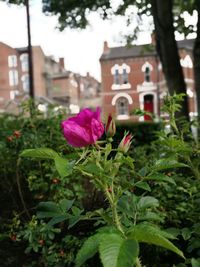 Close-up of flowers blooming outdoors