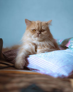 Portrait of kitten sitting