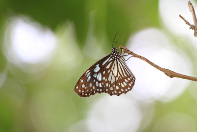 Close-up of butterfly on flower