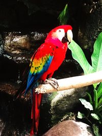 Close-up of parrot perching on branch