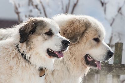 Close-up of a dog looking away