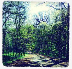 Footpath along trees