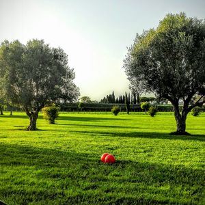 Trees on field against sky