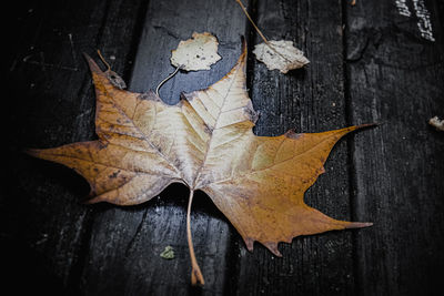 Close-up of autumn leaf on wooden floor