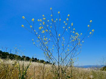 Plants growing on field against clear blue sky