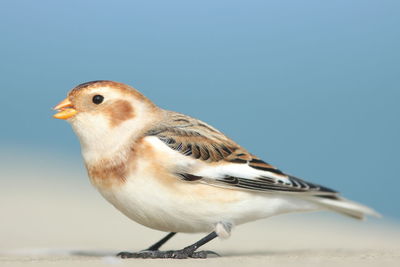 Close-up of a bird against clear blue sky