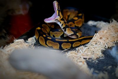 Close-up of snake with open mouth outdoors