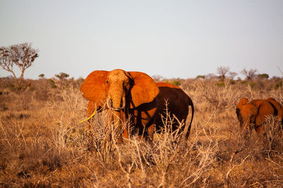 Elephants on landscape against clear sky