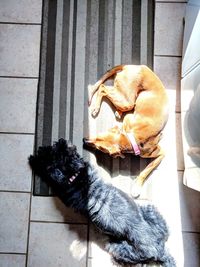 Dog relaxing on floor