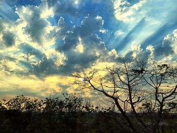 Low angle view of silhouette trees against sky during sunset