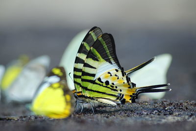 Close-up of butterfly