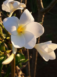 Close-up of white frangipani blooming outdoors