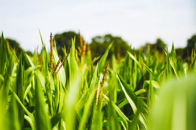 Close-up of stalks in field against sky