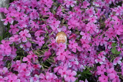 High angle view of pink flowering plants