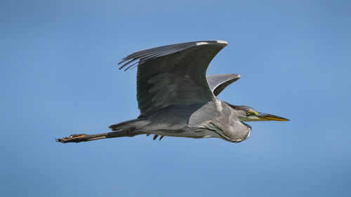 Low angle view of seagull flying against clear blue sky