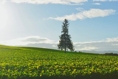 Scenic view of field against sky