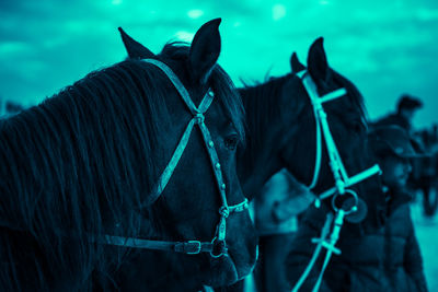 Close-up of horse in ranch