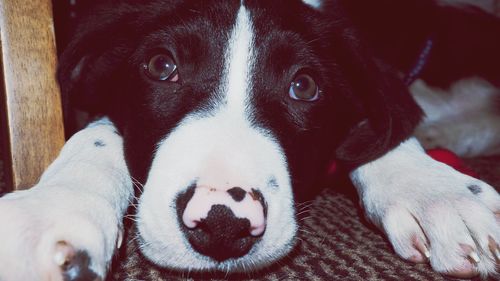 Close-up portrait of a dog