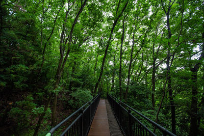 Footbridge amidst trees in forest