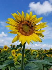 Sunflowers on a bright summer day