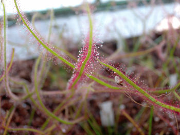 Close-up of plant