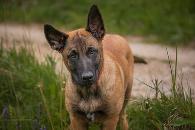 Portrait of dog on field