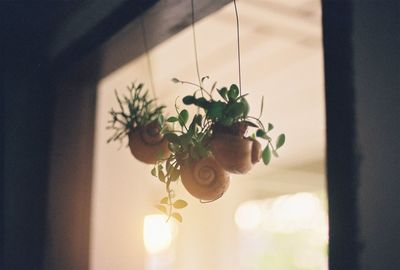 Close-up of potted plant