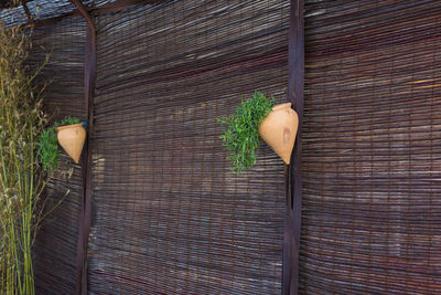 Close-up of plant growing on wood