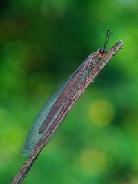 Close-up of dragonfly on twig