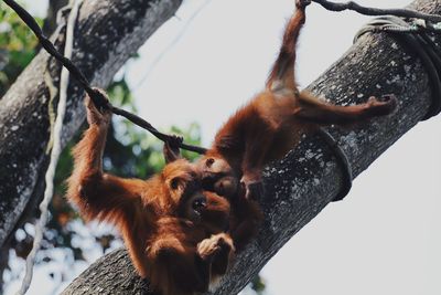 Low angle view of monkey on tree