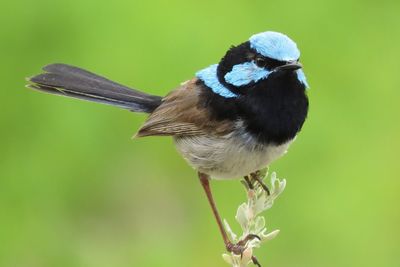 Close-up of bird perching on leaf