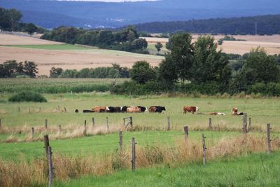 Sheep grazing on field against sky