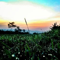 Scenic view of field against sky at sunset