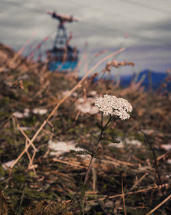 Close-up of dry flowering plant on field