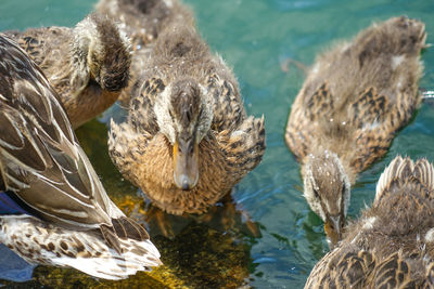 Close-up of birds in lake