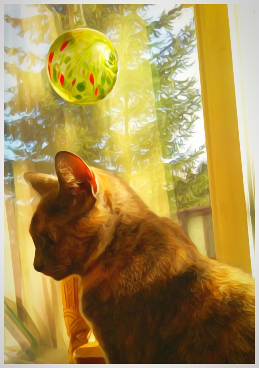 CLOSE-UP OF DOG LOOKING AT WINDOW