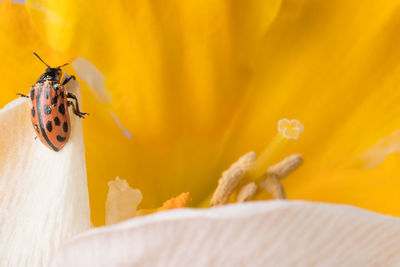 Close-up of insect on yellow flower