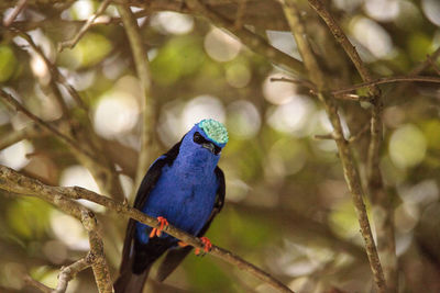 Close-up of bird perching on branch