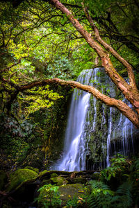 Scenic view of waterfall in forest